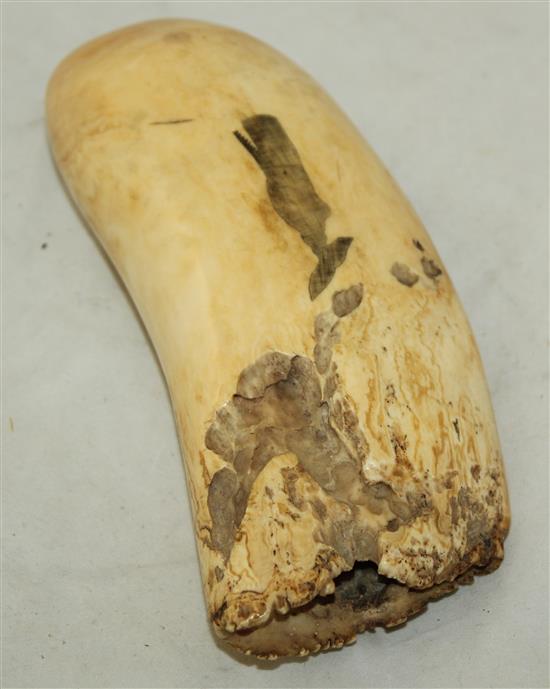 A scrimshaw whales tooth, 6.5in.